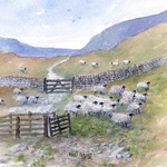 Hill Sheep