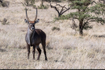 Waterbuck