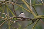 Willow Tit