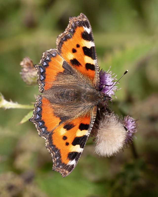 Small Tortoiseshell - Dee Estuary