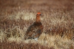 Red Grouse