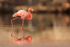 American Flamingo reflection, Floreana, Galapagos