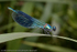 Banded Demoiselle (Calopteryx splendens) male