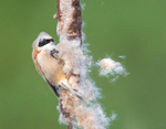 Male Penduline Tit