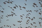 Barnacle Geese