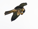 Hobby