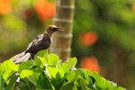Great-tailed Grackle portfolio