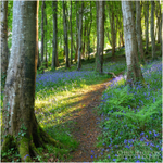Bluebell Path, Downhill Forest (IMG1270)