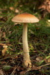 Tawny Grisette 3