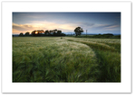 Ashes sunset ♦ CULROSS