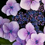 Flora-003