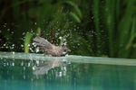 Pied Fantail bathing, Phnom Penh, Cambodia