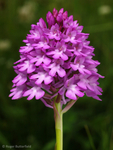 Pyramidal Orchid (01)