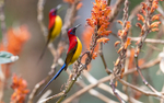 Mrs Gould's Sunbird