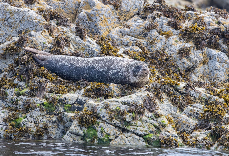 Common Seal - Isle of Skye - Scotland