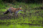 Attentive! - Red Fox (Vulpes vulpes)