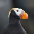 Close-up of a Tufted Puffin at the Alaska Sealife Centre, Seward