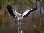 Wood Stork lands with wings spread, Wakodahatchee Wetlands, Florida