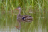 Mallard (female) reflection at Otmoor RSPB