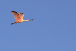Roseate Spoonbill (juvenile) flying wings up, Gatorland, Florida