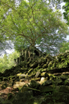 Tree on Beng Mealea ruins, Cambodia