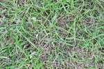 SBM_03934