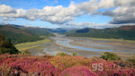 Heather above the Mawddach Estuary