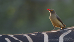 Oxpecker and zebra