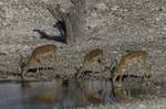 Impalla at waterhole