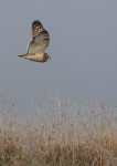 Short Eared Owl