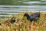 |Moorhen with Chicks