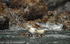 Harbor seal