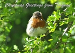 TQ136  Robin xmas card