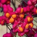Spindle tree (Euonymus europaeus)