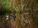 Moorhen