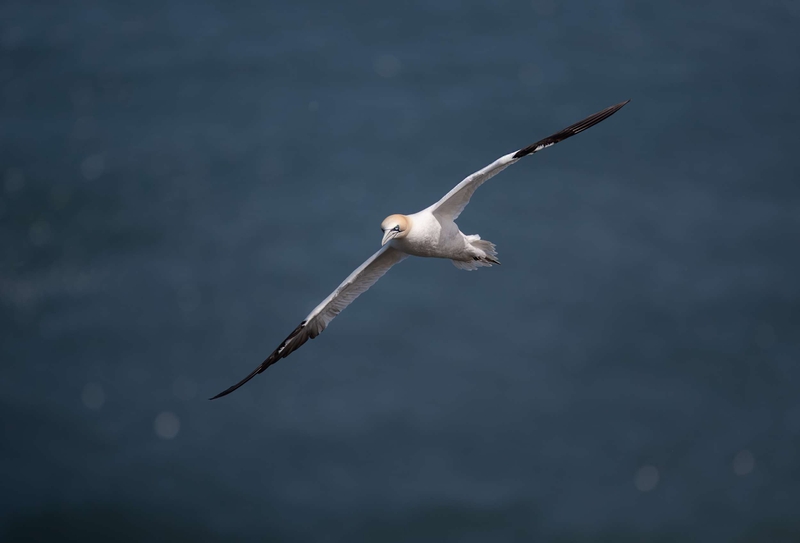 Gannet - Bempton Cliffs