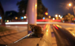 Africa Land snail active after rain in Kuala Lumpur