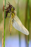 Newly emerged four spot chaser dragonfly