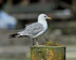 California Gull (adult) standing on a post, Telegraph Cove, Vancouver Island