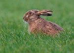 Brown Hare