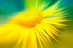 Flower Burst