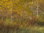 FOUR BIRCHES - NORFOLK COUNTY