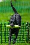 Black Labrador_6175