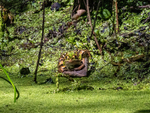 Edible Frog