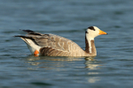 Bar-headed Goose swimming on Farmoor 2