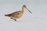 Marbled Godwit wading in lagoon, Fort De Soto Park, Florida