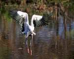 Wood Stork looking to land on water, Wakodahatchee Wetlands, Florida