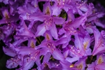Rhododendron Purple