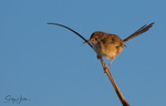 Red Wren Female 15