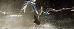Take Off_ Pan 010